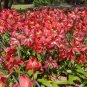 Amaryllis Seeds Striped Barbados Lily Hippeastrum striatum 20 Seeds