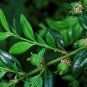 Common Boxwood Buxus sempervirens 100 Seeds