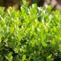 Common Boxwood Buxus sempervirens 100 Seeds