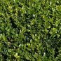 Common Boxwood Buxus sempervirens 100 Seeds