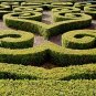 Common Boxwood Buxus sempervirens 100 Seeds