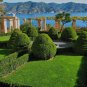 Common Boxwood Buxus sempervirens 100 Seeds