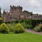 Common Boxwood Buxus sempervirens 100 Seeds