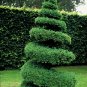 Common Boxwood Buxus sempervirens 100 Seeds