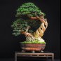 Common Boxwood Buxus sempervirens 100 Seeds