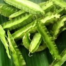 Winged Bean 10 Seeds Psophocarpus tetragonolobus Winged Bean 10 Seeds Psophocarpus tetragonolobus