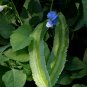 Winged Bean 10 Seeds Psophocarpus tetragonolobus