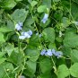 Winged Bean 10 Seeds Psophocarpus tetragonolobus