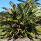 Formosa Palm Arenga engleri 10 Seeds Formosa Palm Arenga engleri 10 Seeds