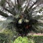 Formosa Palm Arenga engleri 10 Seeds