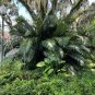 Formosa Palm Arenga engleri 10 Seeds