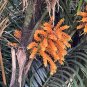 Formosa Palm Arenga engleri 10 Seeds