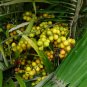 Formosa Palm Arenga engleri 10 Seeds