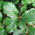European Beech   Fagus sylvatica   10  Seeds