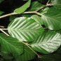 European Beech Fagus sylvatica 10 Seeds