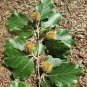 European Beech Fagus sylvatica 10 Seeds