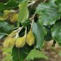 European Beech Fagus sylvatica 10 Seeds