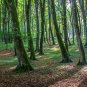 European Beech Fagus sylvatica 10 Seeds