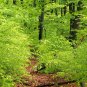 European Beech Fagus sylvatica 10 Seeds