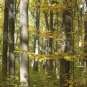 European Beech Fagus sylvatica 10 Seeds