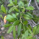 Emory Oak 10 Seeds Quercus emoryi Emory Oak 10 Seeds Quercus emoryi