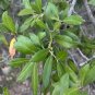 Emory Oak 10 Seeds Quercus emoryi
