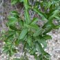 Emory Oak 10 Seeds Quercus emoryi