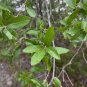 Emory Oak 10 Seeds Quercus emoryi