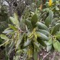 Emory Oak 10 Seeds Quercus emoryi