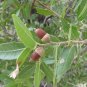 Emory Oak 10 Seeds Quercus emoryi