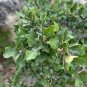 Emory Oak 10 Seeds Quercus emoryi