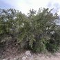 Emory Oak 10 Seeds Quercus emoryi