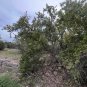 Emory Oak 10 Seeds Quercus emoryi