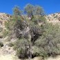 Emory Oak 10 Seeds Quercus emoryi