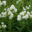 New Jersey Tea 100 Seeds Ceanothus americanus New Jersey Tea 100 Seeds Ceanothus americanus