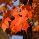Sugar Maple Acer saccharum 20 Seeds Sugar Maple Acer saccharum 20 Seeds