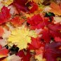 Sugar Maple Acer saccharum 20 Seeds