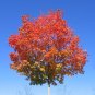 Sugar Maple Acer saccharum 20 Seeds