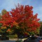 Sugar Maple Acer saccharum 20 Seeds