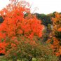Sugar Maple Acer saccharum 20 Seeds