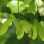Sugar Maple Acer saccharum 20 Seeds