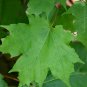 Sugar Maple Acer saccharum 20 Seeds