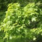 Sugar Maple Acer saccharum 20 Seeds