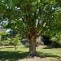 Sugar Maple Acer saccharum 20 Seeds