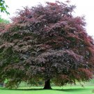 Purple Beech 20  Seeds Fagus sylvatica