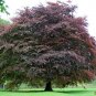 Purple Beech 20  Seeds Fagus sylvatica