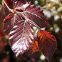 Purple Beech 20  Seeds Fagus sylvatica