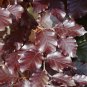 Purple Beech 20  Seeds Fagus sylvatica