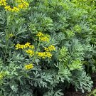 Rue Ruta graveolens 100 Seeds Rue Ruta graveolens 100 Seeds