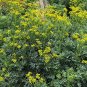 Rue Ruta graveolens 100 Seeds